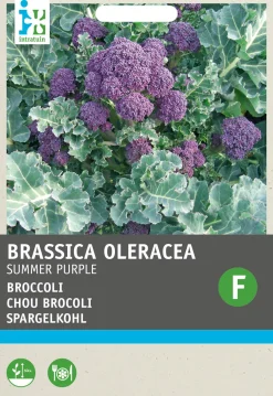 Sale Brokkoli (Brassica italicum 'Summer Purple') Samen Gemüsesamen|Saatgut