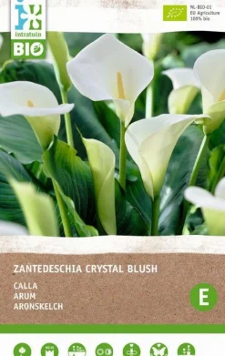 Online Calla (Calla 'Crystal Blush') (BIO) Blumenzwiebel 1 St. Sommer-Blüher|Blumenzwiebeln