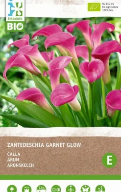 Calla (Calla 'Garnet Glow') (BIO) Blumenzwiebel Blumenzwiebeln|Blühende Pflanzen