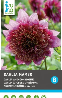Discount Dahlie anemonenblütig (Dahlia 'Mambo') Blumenzwiebel 1 St. Sommer-Blüher|Blühende Pflanzen
