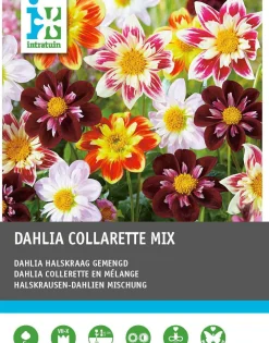 Clearance Dahlie (Dahlia 'Collarette' mix) 5 st Sommer-Blüher|Blumenzwiebeln