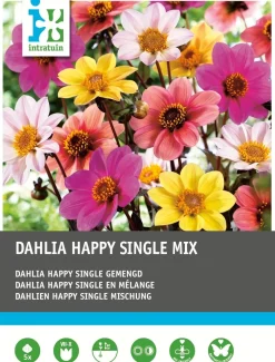 Outlet Dahlie (Dahlia 'Happy Single') Blumenzwiebel-Mischung 5 St. Sommer-Blüher|Blumenzwiebeln
