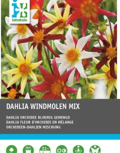 New Dahlie (Dahlia 'Windmolen' mix) 5 st Sommer-Blüher|Blumenzwiebeln