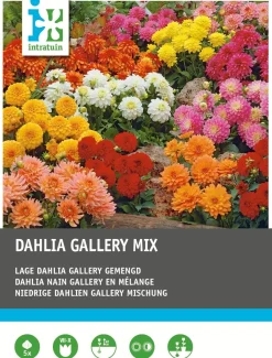 Online Dahlie niedrig (Dahlia 'Gallery') Blumenzwiebel-Mischung 5 St. Sommer-Blüher|Blumenzwiebeln
