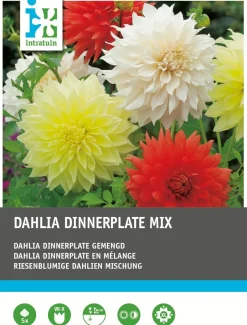 Outlet Dahlie riesenblumig (Dahlia 'Dinnerplate') Blumenzwiebeln 5 St. Sommer-Blüher|Blumenzwiebeln