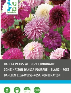 Dahlien lila / weiß (Dahlia) Blumenzwiebel-Mischung 5 St. Sommer-Blüher|Blumenzwiebeln