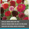Best Dahlien rot / weiß / rosa (Dahlia) Blumenzwiebeln 5 St. Sommer-Blüher|Blumenzwiebeln