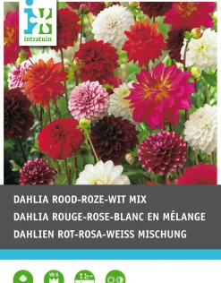 Best Dahlien rot / weiß / rosa (Dahlia) Blumenzwiebeln 5 St. Sommer-Blüher|Blumenzwiebeln
