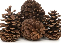 Online Deko-Tannenzapfen groß natur 200 g Weihnachts- & Adventsdeko