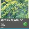 Discount Dill (Anethum graveolens) Samen Kräutersamen|Saatgut