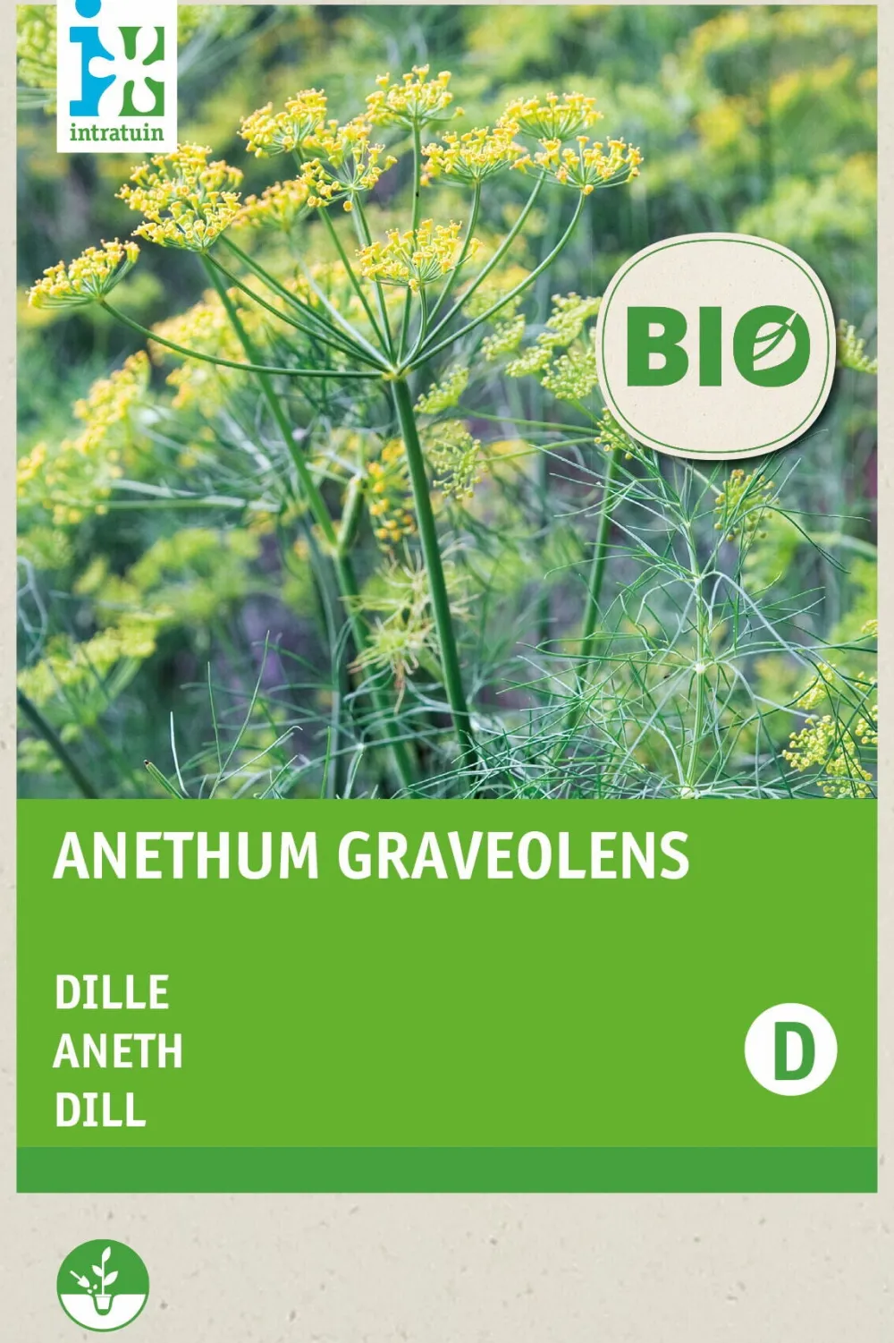 Sale Dill (Anethum graveolens) (BIO) Samen Kräutersamen|Saatgut