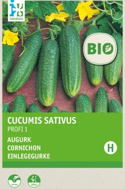 Hot Einlegegurke (Cucumis sativus 'Profi F1') (BIO) Samen Gemüsesamen|Saatgut