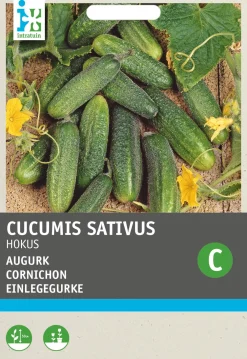 Sale Einlegegurke (Cucumis sativus 'Hokus') Samen Gemüsesamen|Saatgut