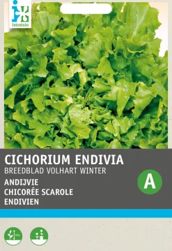 Outlet Endivie (Cichorium endivia 'Escariol Grüner') Samen Gemüsesamen|Saatgut