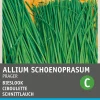 Outlet Feiner Schnittlauch (Allium schoenoprasum 'Prager') Samen Kräutersamen|Saatgut