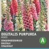 Clearance Fingerhut (Digitalis pupurea 'Gloxiniiflora') Blumensamen Saatgut|Blühende Pflanzen