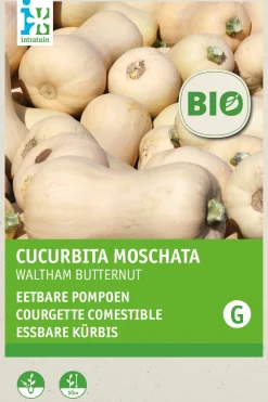 Sale Flaschenkürbis (Cucurbita maxima 'Waltham Butternut') (BIO) Samen Gemüsesamen|Saatgut