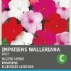 Best Fleißiges Lieschen (Impatiens walleriana 'Nana Baby') Blumensamen-Mischung Saatgut|Blühende Pflanzen