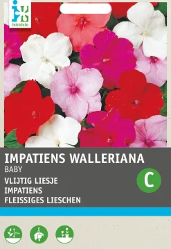 Best Fleißiges Lieschen (Impatiens walleriana 'Nana Baby') Blumensamen-Mischung Saatgut|Blühende Pflanzen