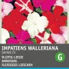 Sale Fleißiges Lieschen (Impatiens walleriana 'Safari') Blumensamen Saatgut|Blühende Pflanzen