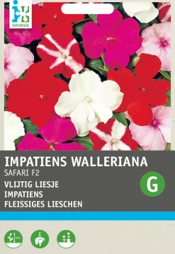 Sale Fleißiges Lieschen (Impatiens walleriana 'Safari') Blumensamen Saatgut|Blühende Pflanzen