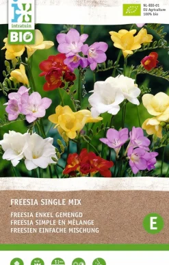 Sale Freesien (Freesia) (BIO) Blumenzwiebel-Mischung Sommer-Blüher|Blumenzwiebeln
