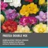 Best Freesien gefüllt (Freesia) Blumenzwiebel-Mischung 50 St. Sommer-Blüher|Blumenzwiebeln