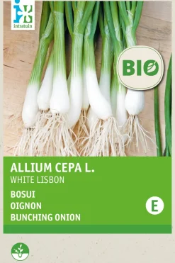 Hot Frühlingszwiebel (Allium cepa 'White Lisbon') (BIO) Samen Gemüsesamen|Saatgut