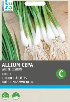 Sale Frühlingszwiebel (Allium cepa 'White Lisbon') Samen Gemüsesamen|Saatgut
