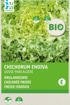 Frisee-Endivie (Cichorium endivia 'Grosse Pancaliere') (BIO) Samen Gemüsesamen|Saatgut
