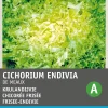 Sale Frisee-Endivie (Cichorium endivia 'De Meaux') Samen Gemüsesamen|Saatgut
