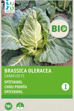 Best Gemüsesamen Spitzkohl (Brassica oleracea 'Caraflex f1') (BIO) Samen Gemüsesamen|Saatgut
