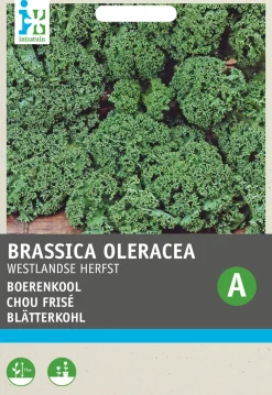 Hot Grünkohl (Brassica oleracea 'Westlandse Herfst') Samen Gemüsesamen|Saatgut
