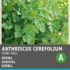 Discount Kerbel kraus (Anthriscus cerfolium 'Krauser') Samen Kräutersamen|Saatgut