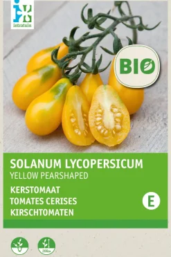 New Kirschtomate (Lycopersicon esculentum 'Yellow Pearshaped') (BIO) Samen Gemüsesamen|Saatgut