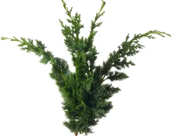 Clearance Koniferen-Zweige Bund 20 cm Weihnachts- & Adventsdeko