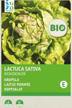 Best Kopfsalat (Lactuca savita 'Maikönig') (BIO) Samen Gemüsesamen|Saatgut