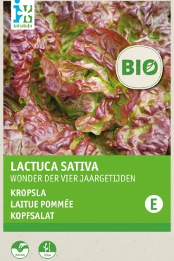 Online Kopfsalat (Lactuca sativa 'Merveille des quatre saisons') (BIO) Samen Gemüsesamen|Saatgut