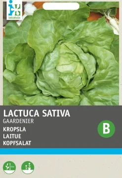 Hot Kopfsalat (Lactuca sativa 'Gärtnerstolz') Samen Gemüsesamen|Saatgut