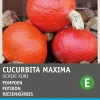 Best Kürbis (Cucurbita maxima 'Uchiki Kuri') Samen Gemüsesamen|Saatgut