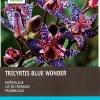 Best Krötenlilie (Tricyrtis 'Blue Wonder') Blumenzwiebeln 3 St. Sommer-Blüher|Blumenzwiebeln