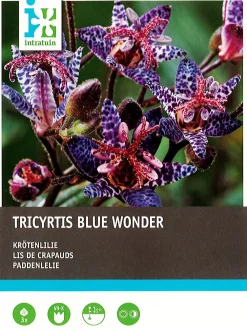 Best Krötenlilie (Tricyrtis 'Blue Wonder') Blumenzwiebeln 3 St. Sommer-Blüher|Blumenzwiebeln
