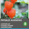 Best Lampionpflanze (Physalis alkekengi) Blumensamen Winterharte Pflanzen|Blühende Pflanzen