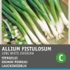 Online Lauchzwiebel (Allium fistulosum 'Ishikura') Samen Gemüsesamen|Saatgut