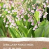 Best Maiglöckchen (Convallaria majalis 'Rosea') (BIO) Blumenzwiebeln 2 St. Sommer-Blüher|Blumenzwiebeln