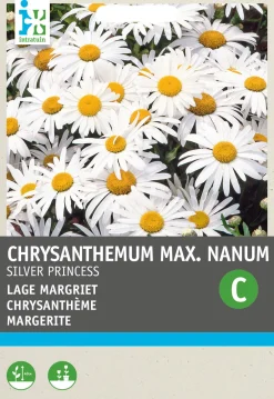 Best Margerite (Chrysanthemum maximum nanum 'Silver Princess') Blumensamen Winterharte Pflanzen|Blühende Pflanzen