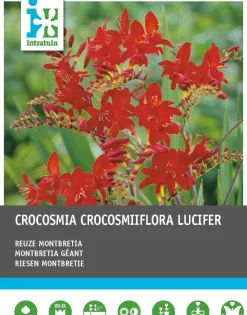 Hot Montebretie (Crocosmia 'Lucifer') Blumenzwiebeln rot 25 St. Sommer-Blüher|Blumenzwiebeln