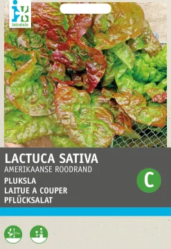 Pflücksalat (Lactuca sativa 'Amerikanischer Brauner') Samen Gemüsesamen|Saatgut