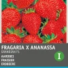 Sale Premium Erdbeere (Fragaria x Ananassa 'Grandian F1") Samen Obstsamen|Saatgut