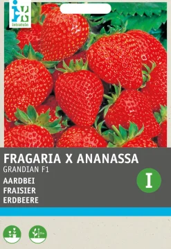 Sale Premium Erdbeere (Fragaria x Ananassa 'Grandian F1") Samen Obstsamen|Saatgut